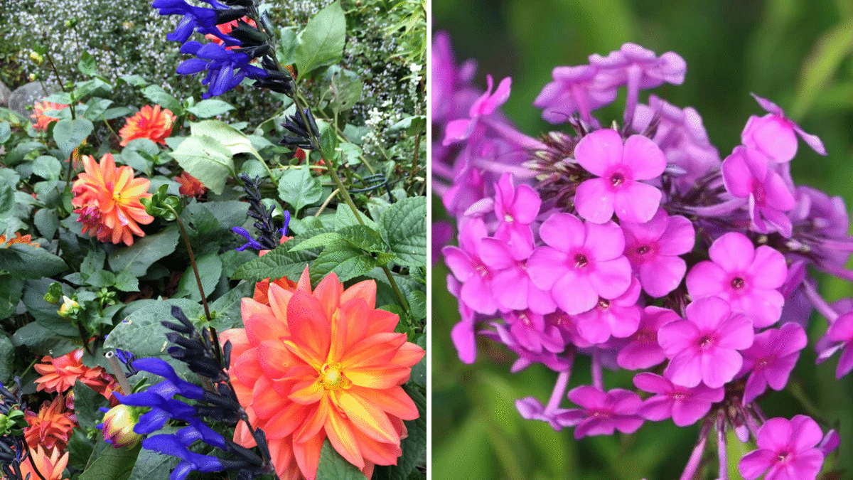 6 Late-Summer Flowers That Transition Perfectly Into Fall Gardens