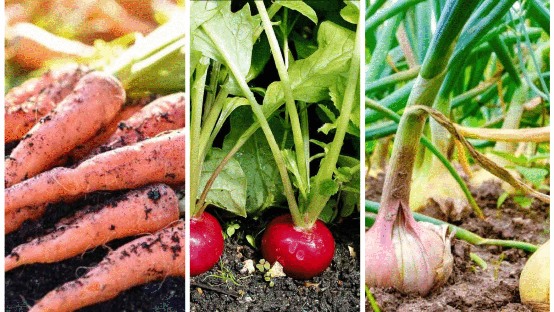 5 Hardy Fall Vegetables You Can Still Plant Now
