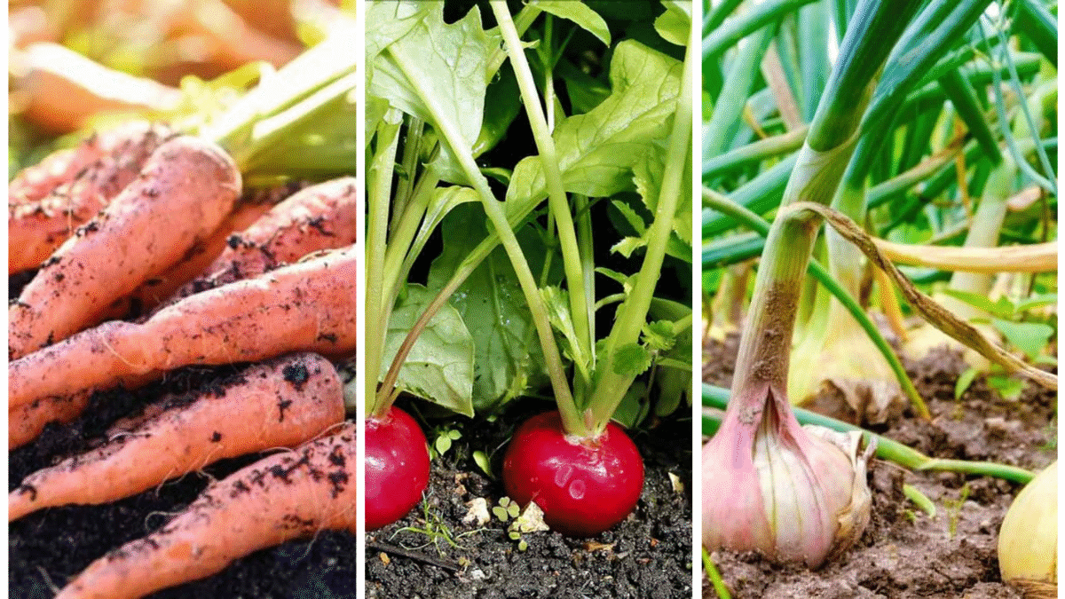 5 Hardy Fall Vegetables You Can Still Plant Now