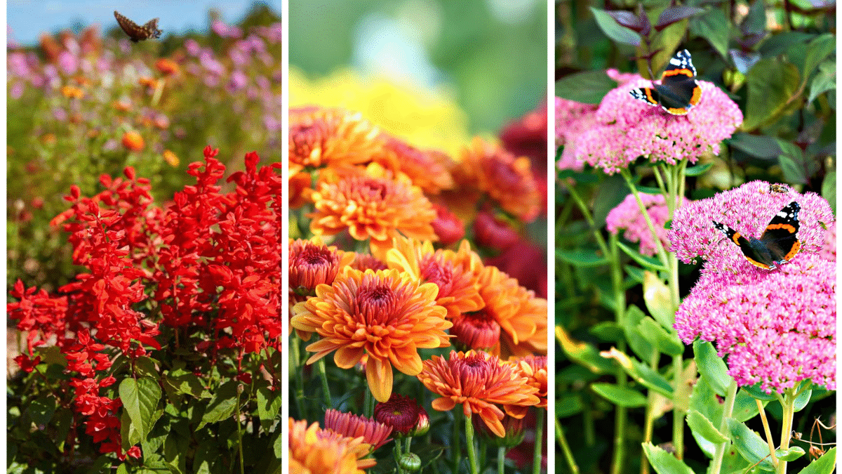 The Best Flowers to Brighten Your Yard This October