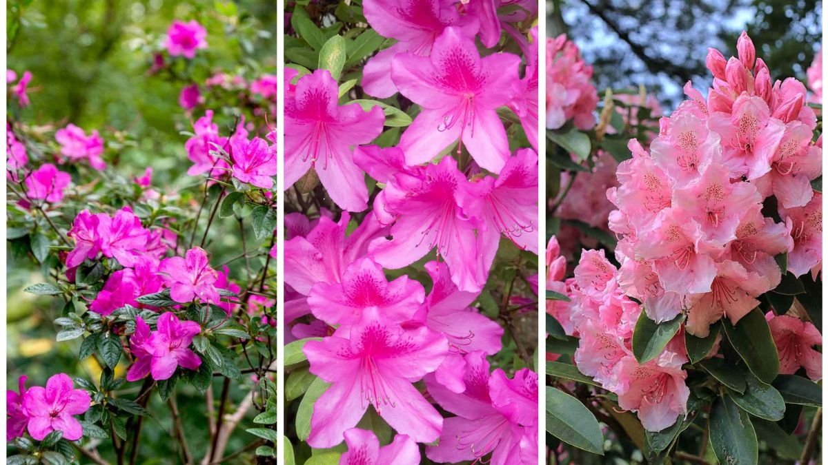 How to Care for Azaleas in Every Season