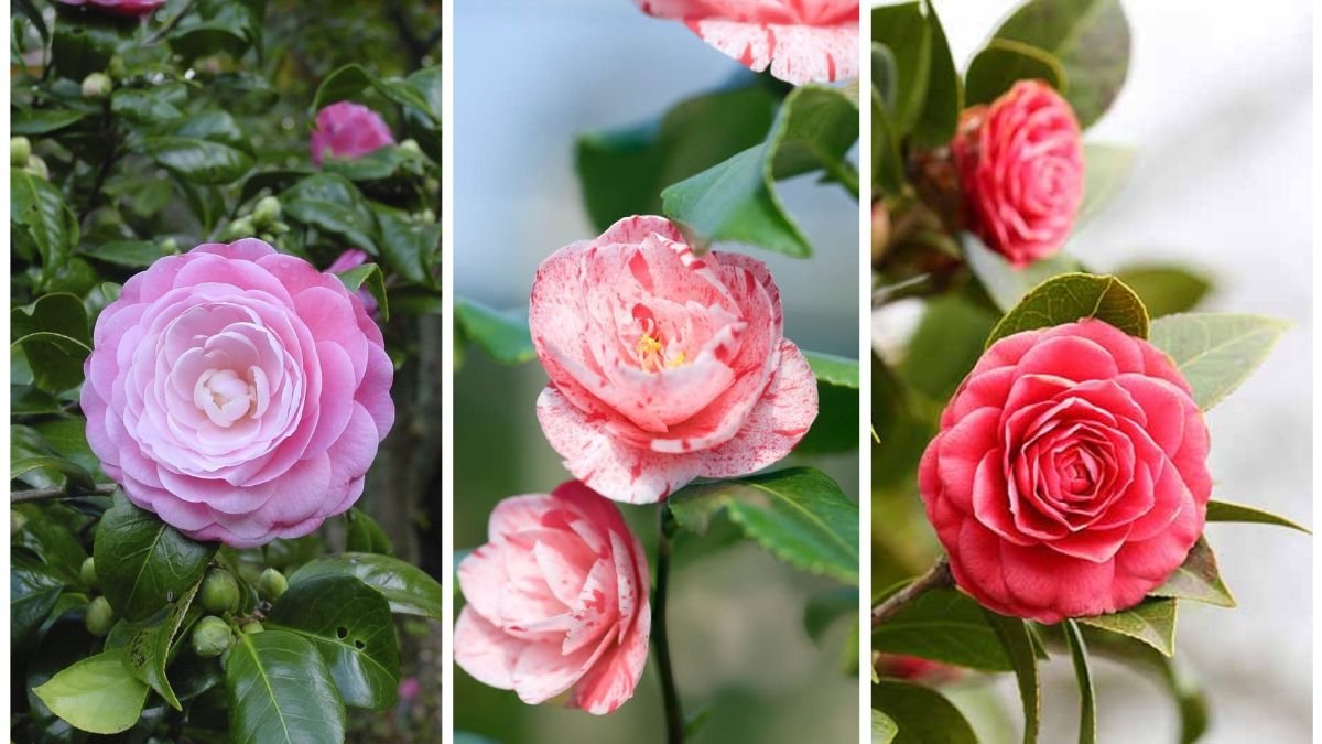 Growing Camellias: Care Tips for Beginners