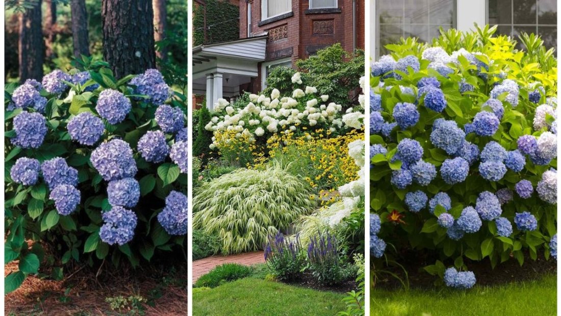 5 Best Shade-Loving Shrubs for Your Yard