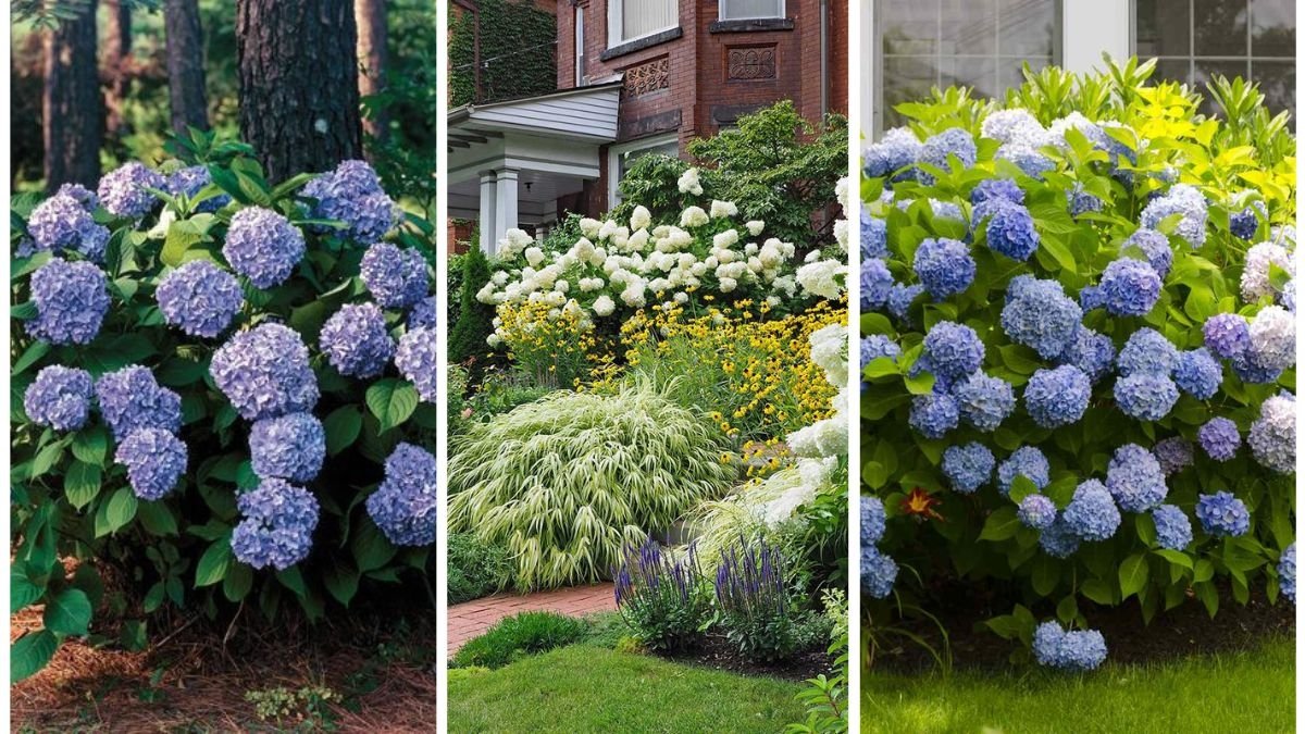 5 Best Shade-Loving Shrubs for Your Yard