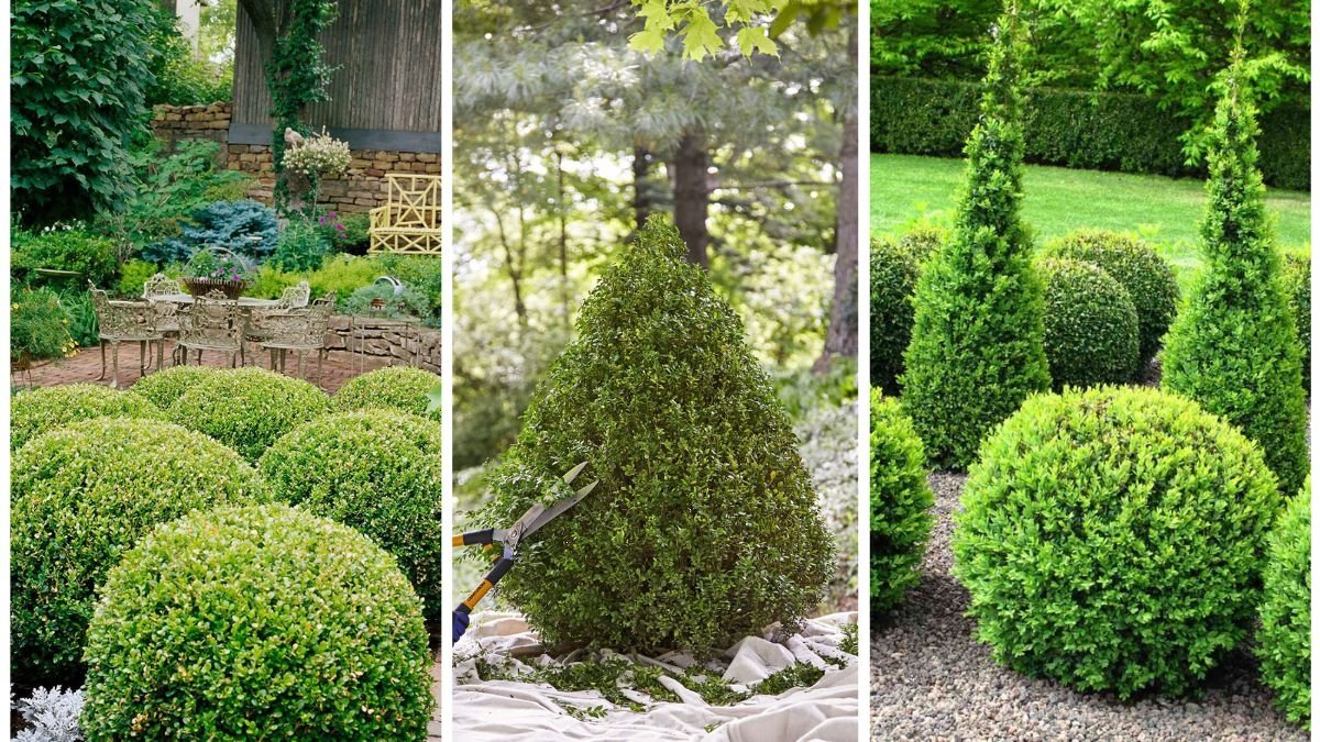 How to Grow and Maintain Boxwood Hedges