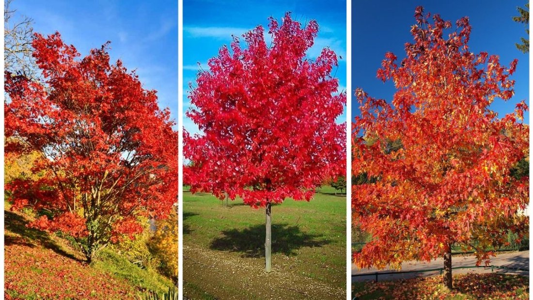 The Ultimate Guide to Growing Maple Trees