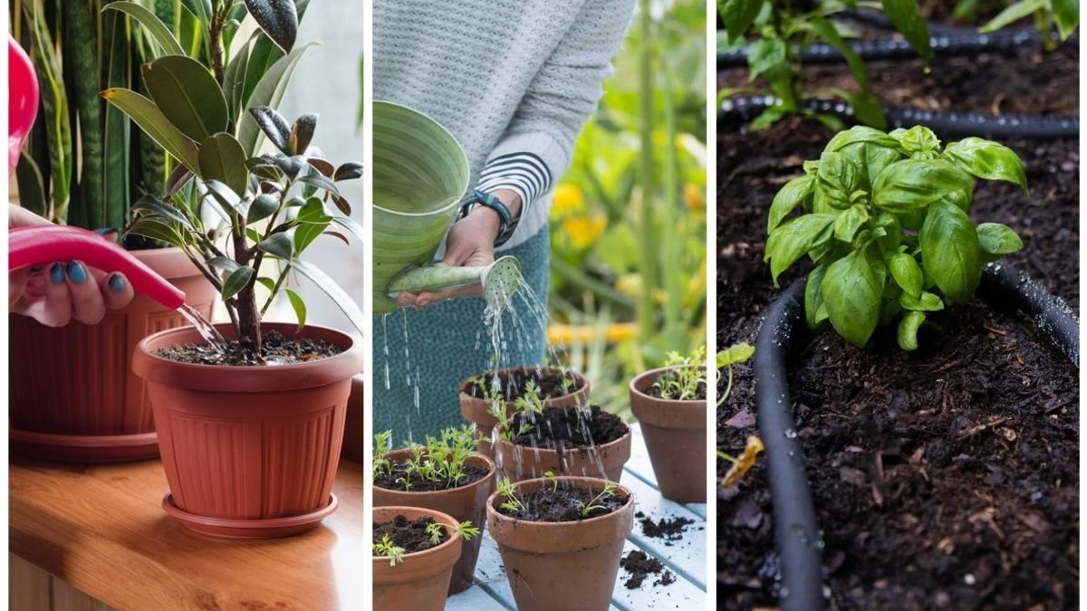 How to Water Plants the Right Way
