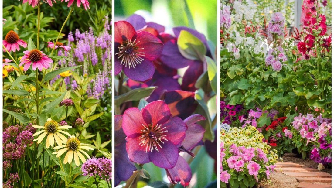5 Best Perennials to Plant This Autumn for Spring Blooms