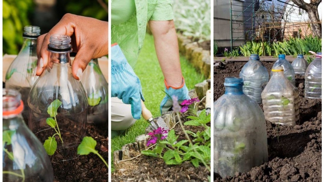 How to Protect Your Fall Plants from Early Frost
