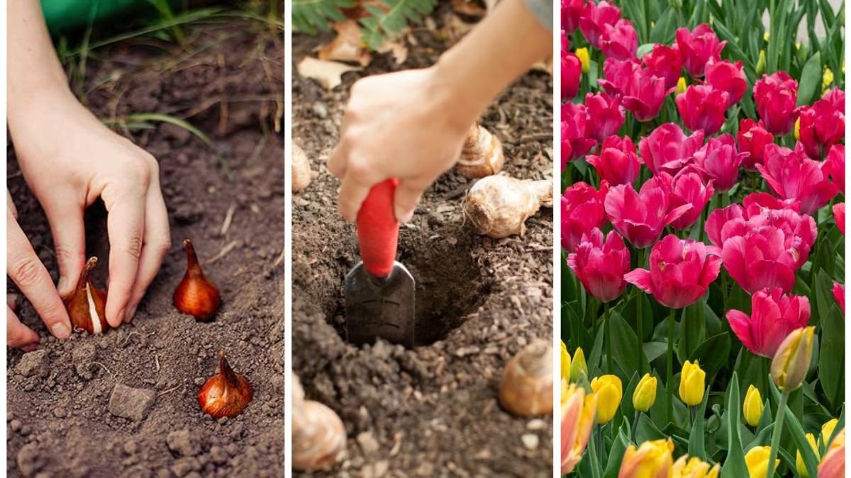 Why You Should Start Planting Bulbs Before October