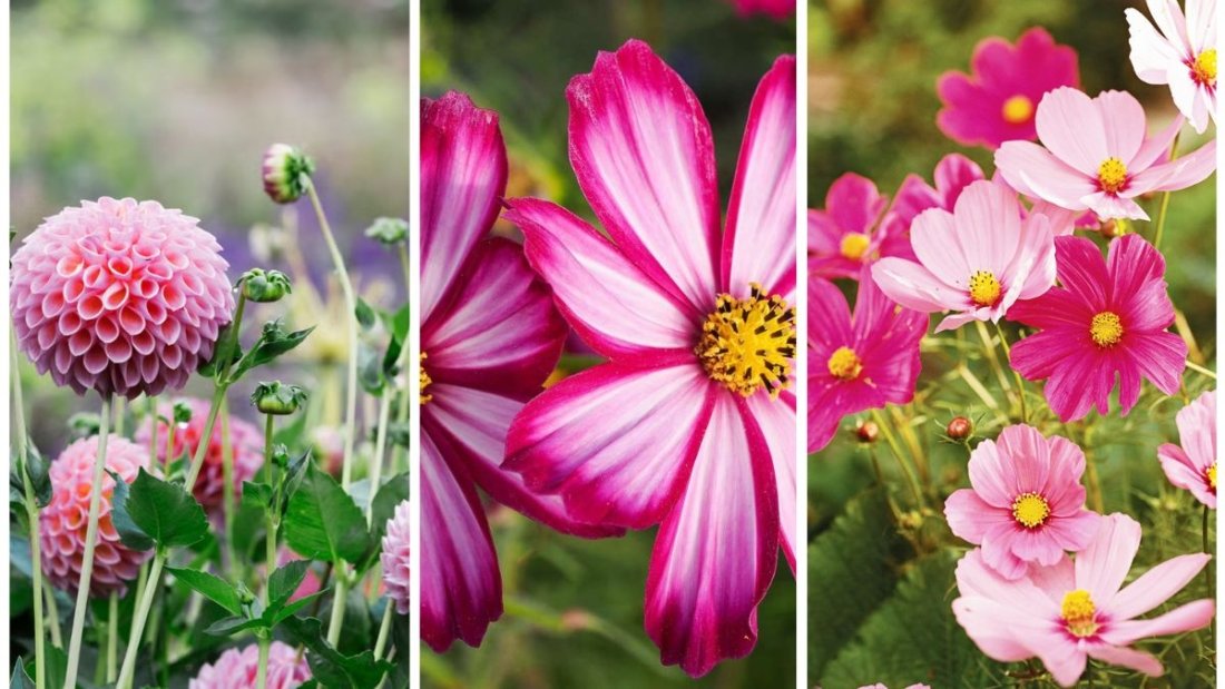 The Secret to Keeping Fall Flowers Blooming Longer
