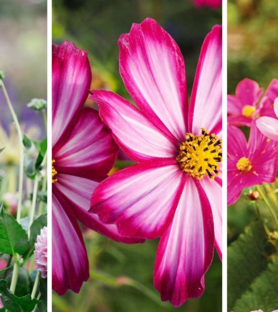 The Secret to Keeping Fall Flowers Blooming Longer