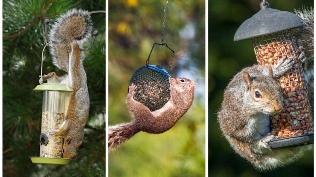How To Keep Squirrels Away From Your Bird Feeders