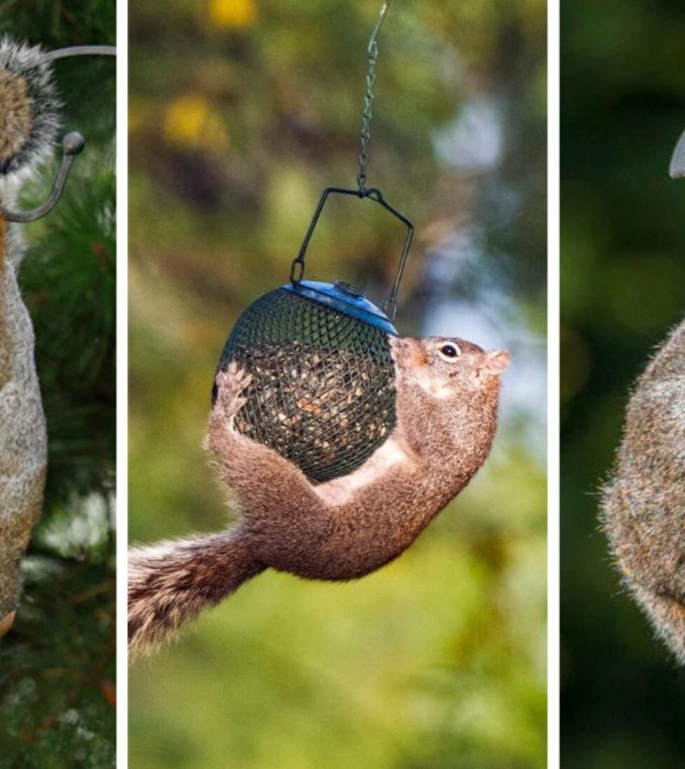 How To Keep Squirrels Away From Your Bird Feeders