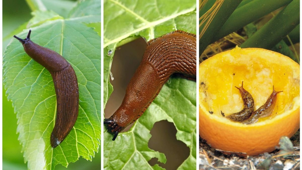 5 Natural Ways To Get Rid Of Slugs