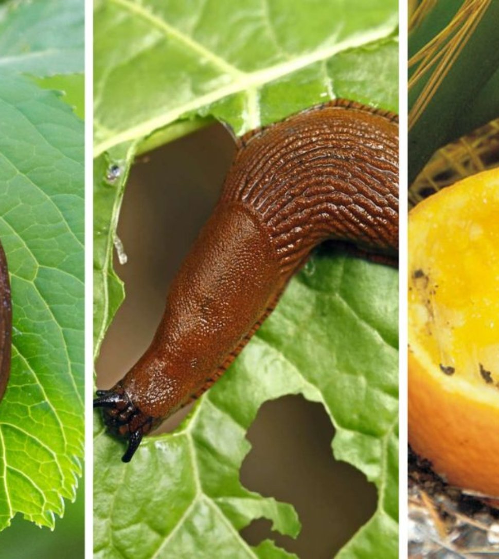 5 Natural Ways To Get Rid Of Slugs