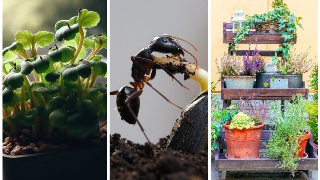 The Easiest Way To Keep Ants Out Of Potted Plants