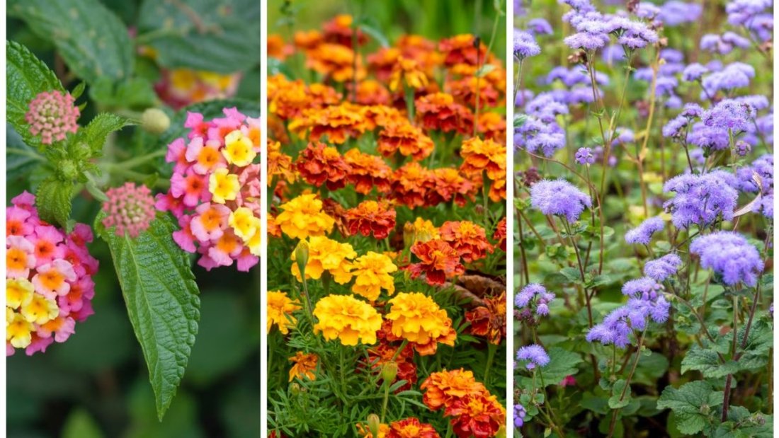 5 Plants That Repel Mosquitoes Naturally