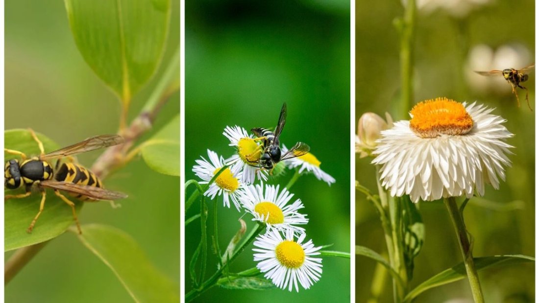 Why Wasps Swarm Your Garden in Late Summer