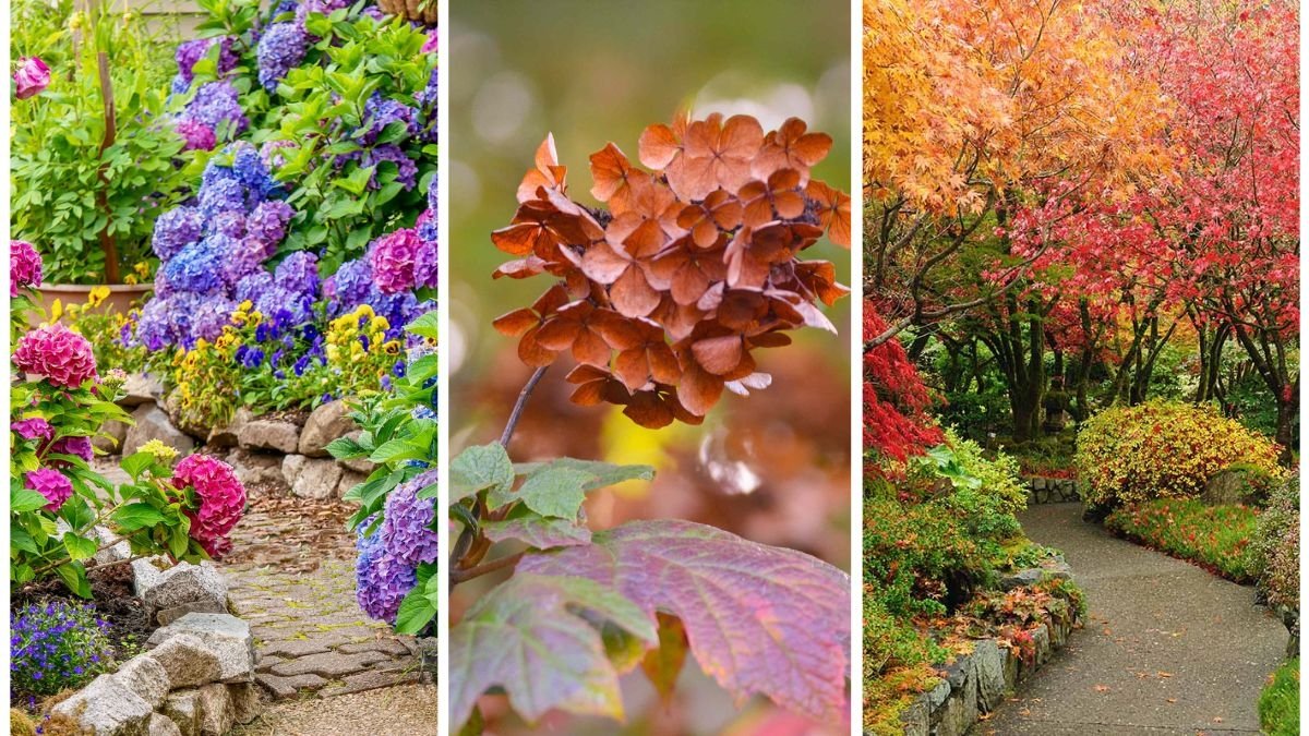 5 Shrubs That Add Stunning Color In Fall
