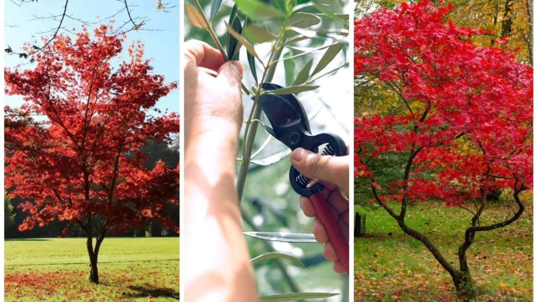 Why You Should Never Prune These Trees in Autumn