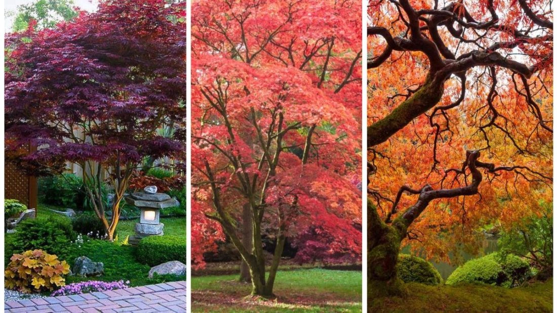 The Best Trees To Plant For Long-Lasting Shade