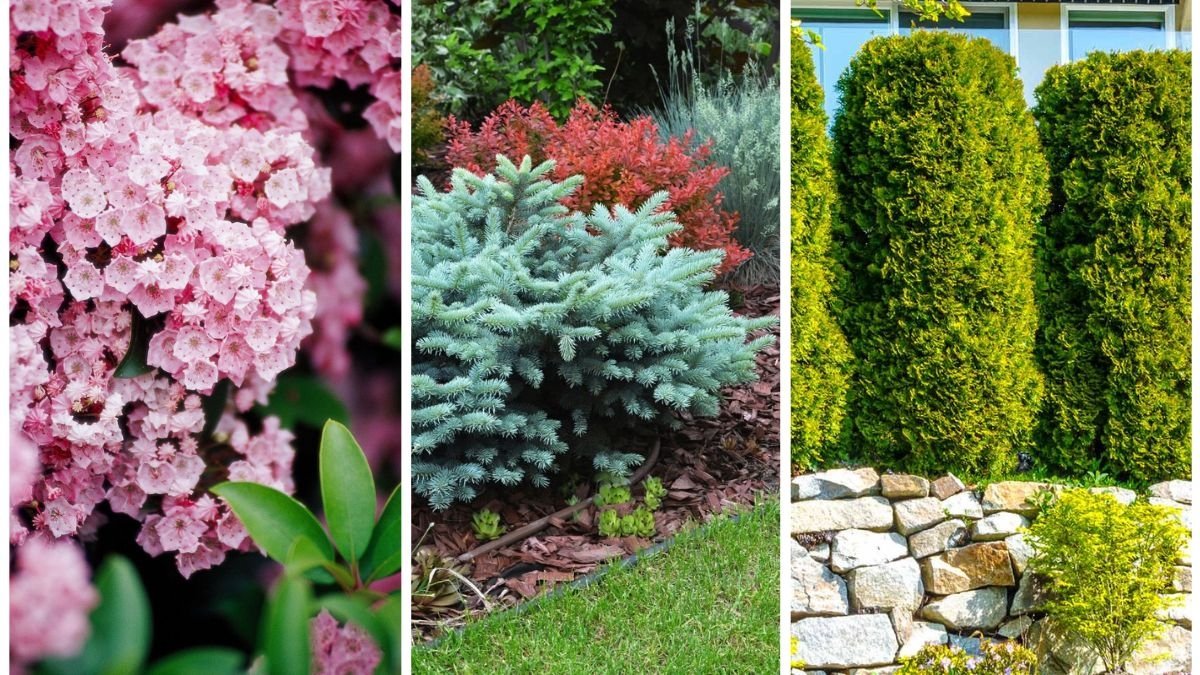5 Shrubs That Require Almost No Maintenance