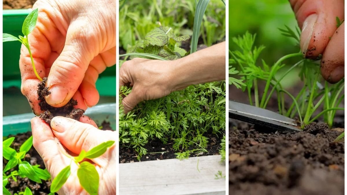 How To Know When To Thin Out Your Shrubs