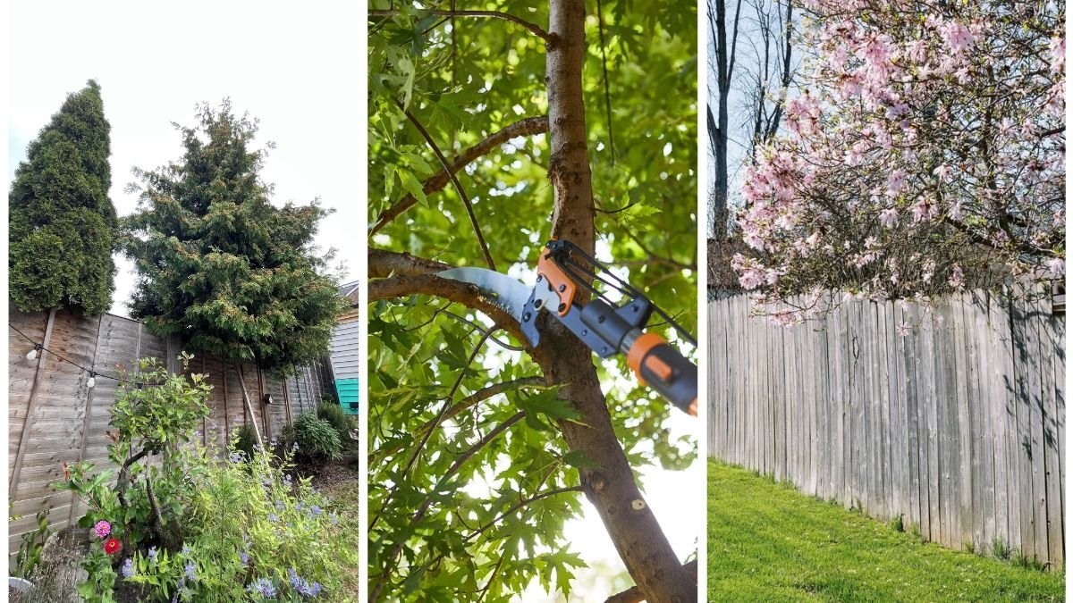 Can You Trim a Tree That’s Hanging Over Your Fence?