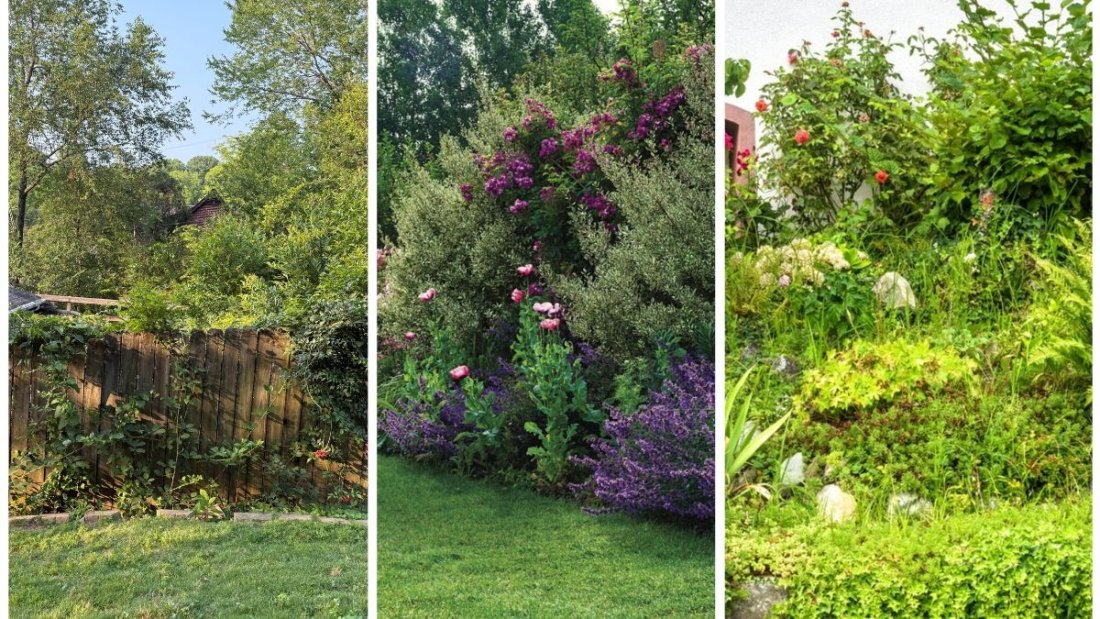 How To Protect Your Yard From Neighbor’s Overgrown Plants