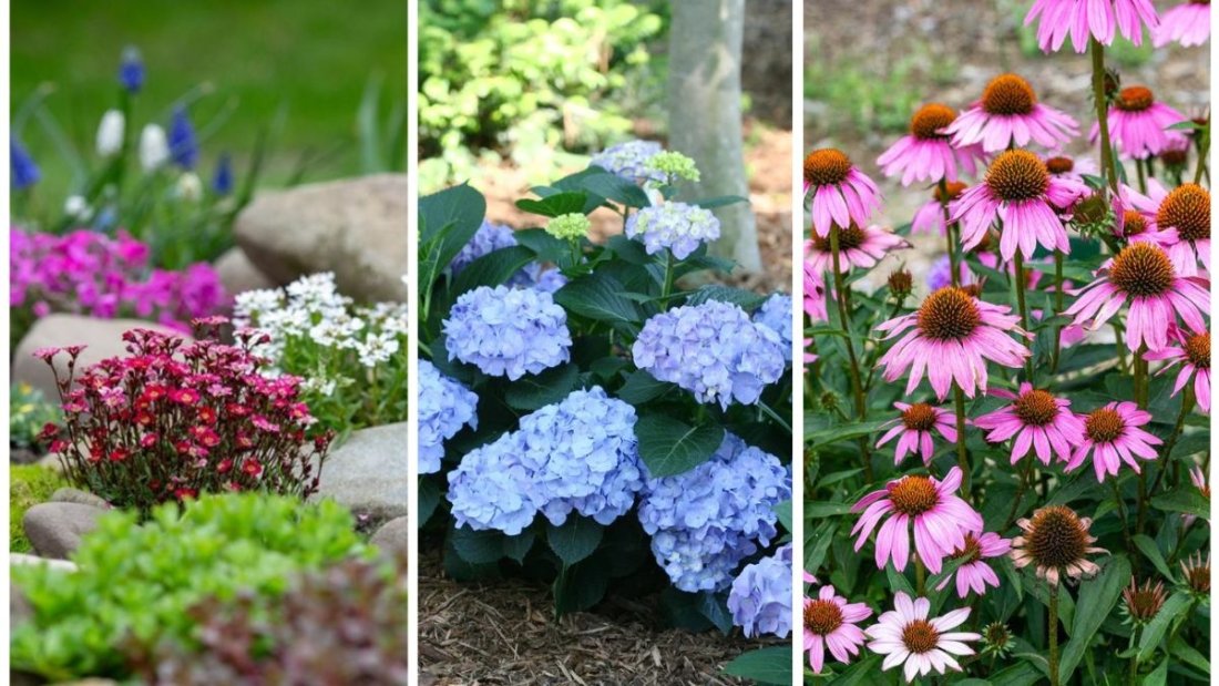 The Best Plants for a Low-Maintenance Garden