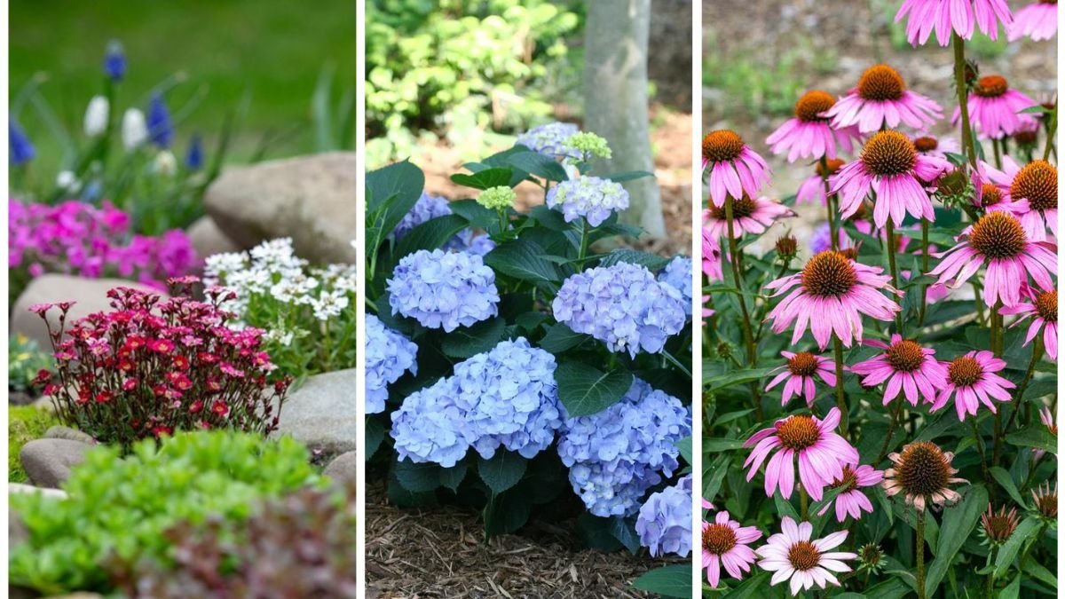 The Best Plants for a Low-Maintenance Garden