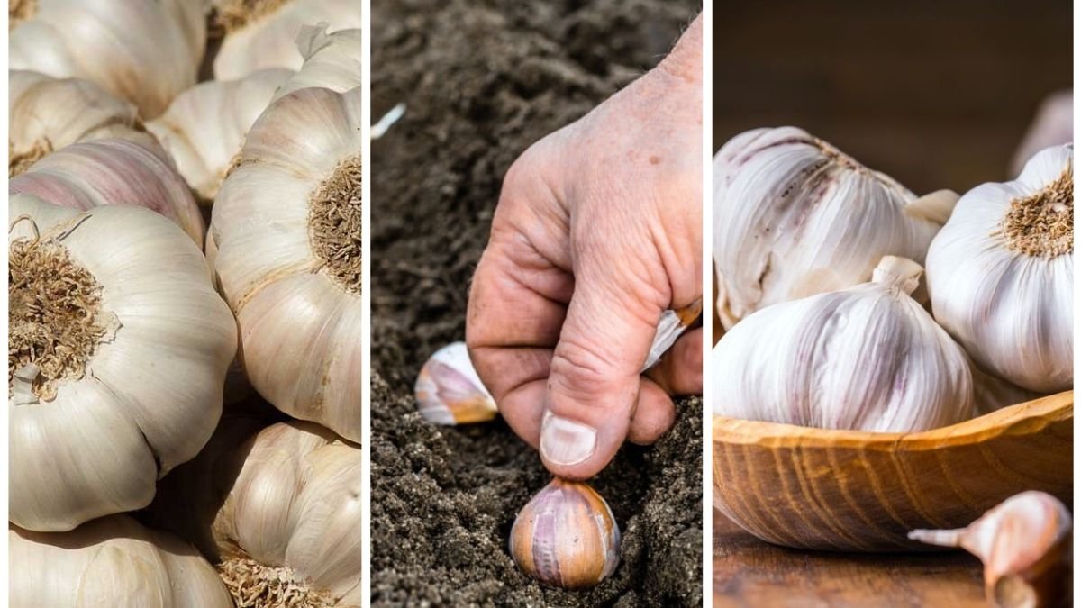 Why September Is The Perfect Month For Planting Garlic