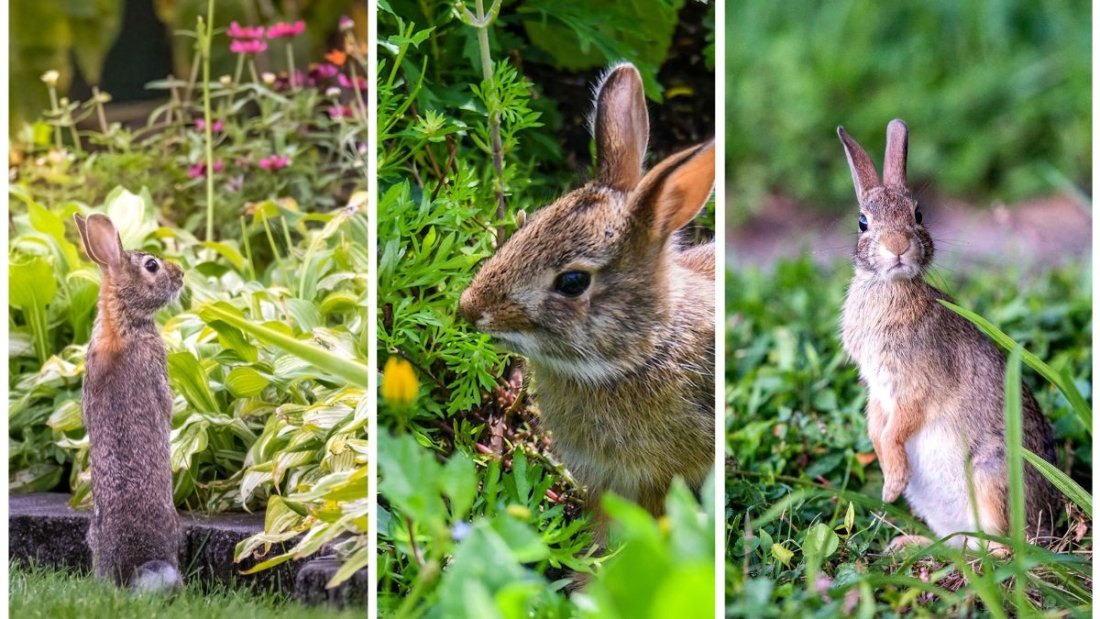 5 Natural Remedies to Keep Rabbits Out of Your Garden