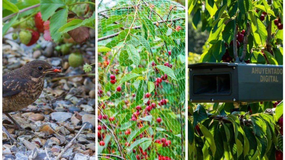 How to Protect Fall Vegetables from Hungry Birds