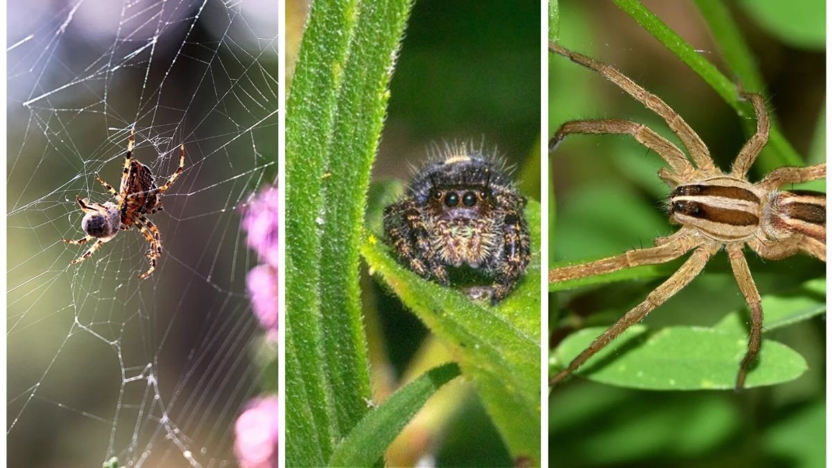 Why Spiders Are Actually Great for Your Yard