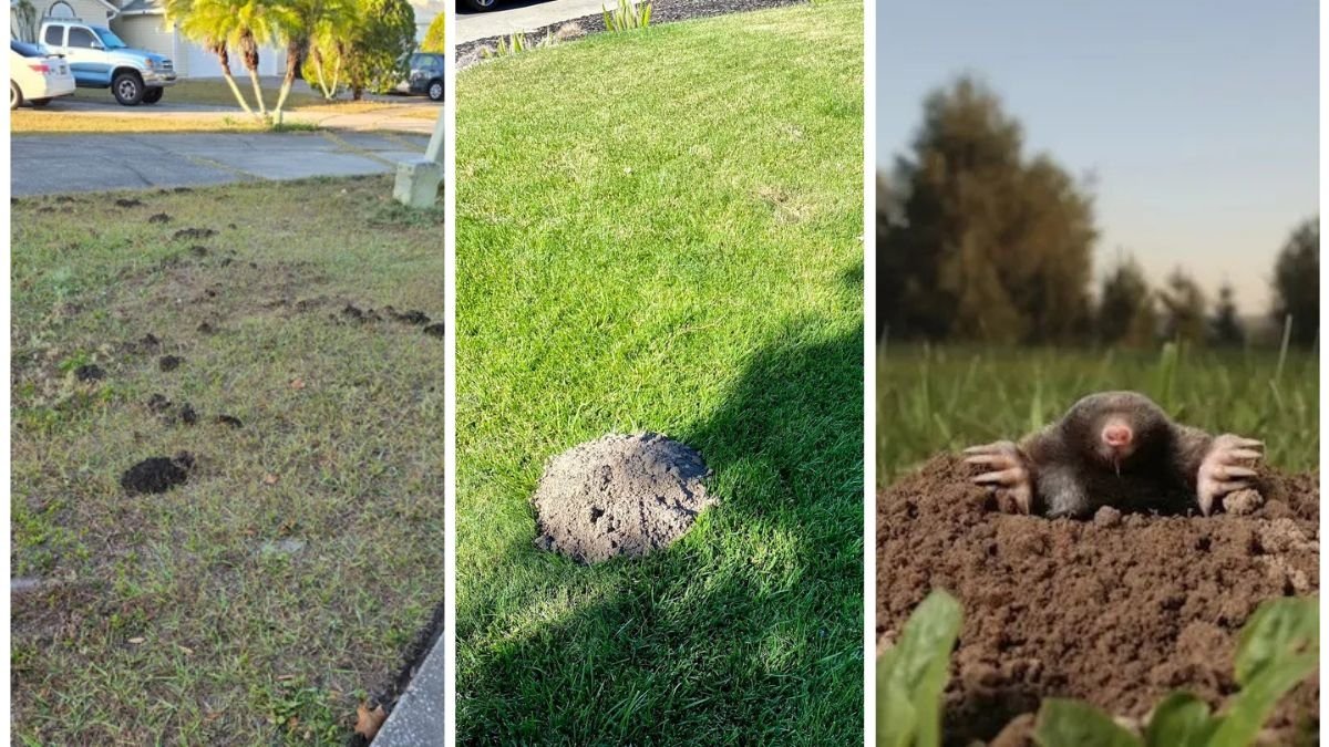 5 Ways to Deter Moles Without Chemicals