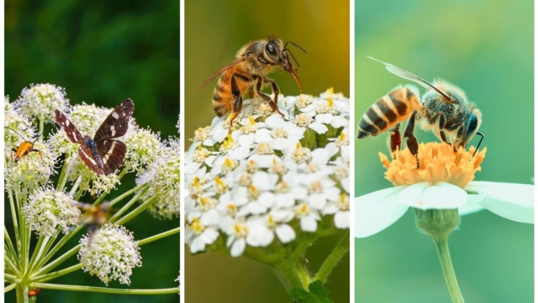 The Best Plants to Attract Beneficial Predatory Insects