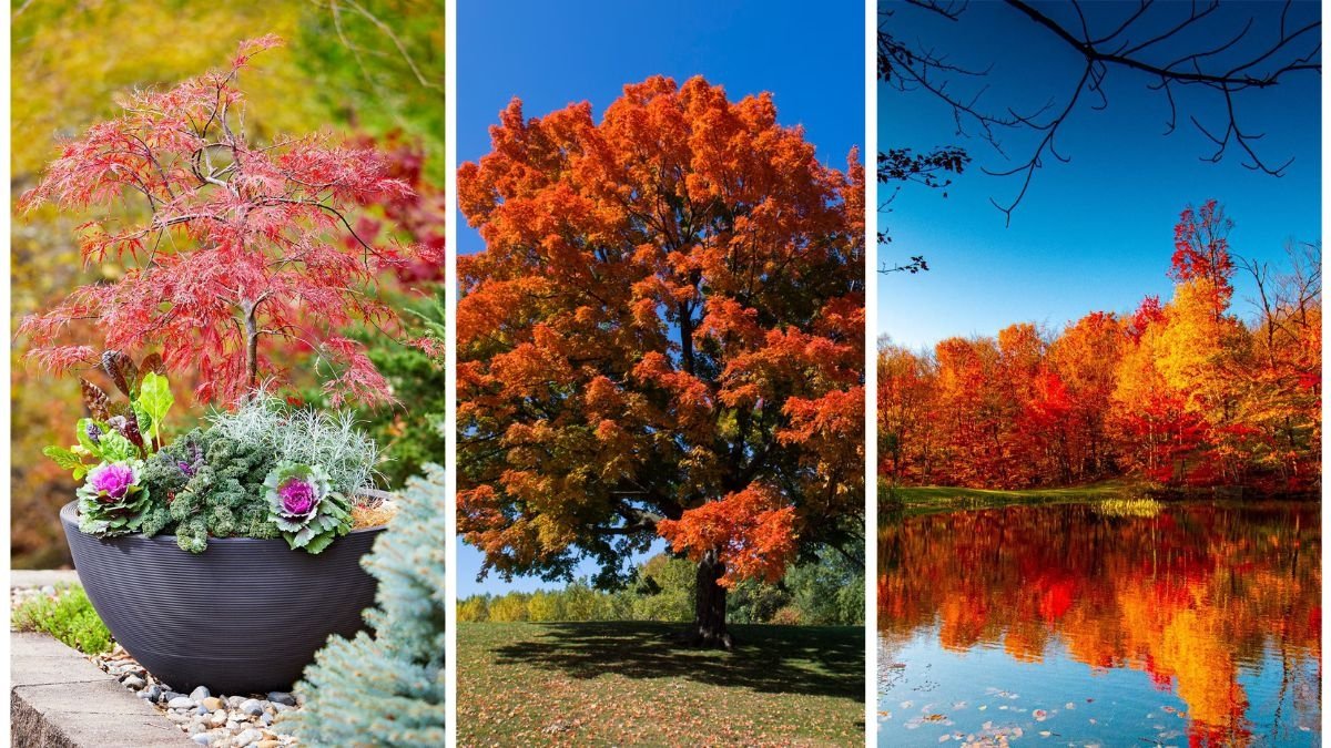 5 Trees With The Best Fall Foliage Colors