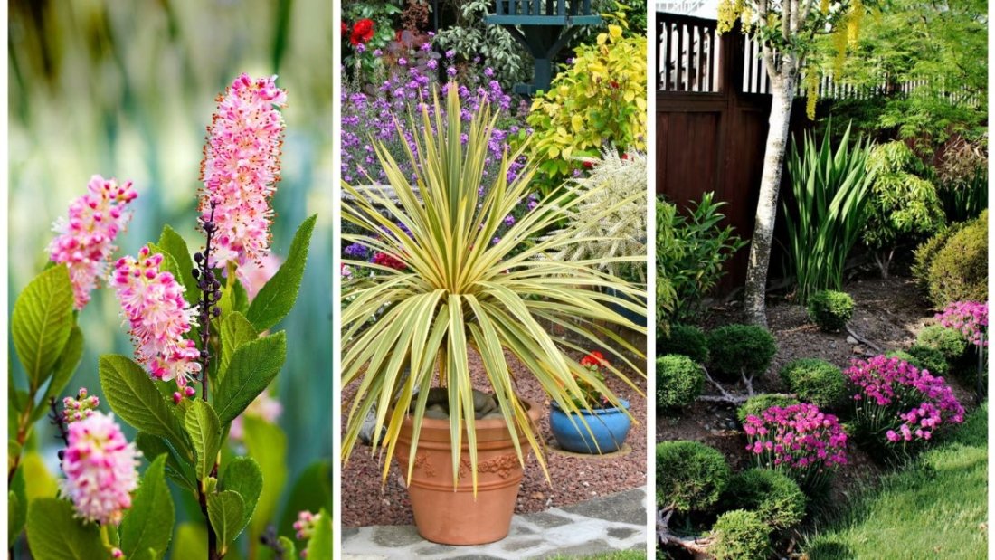 The Top Shrubs For Year-Round Structure In Your Garden