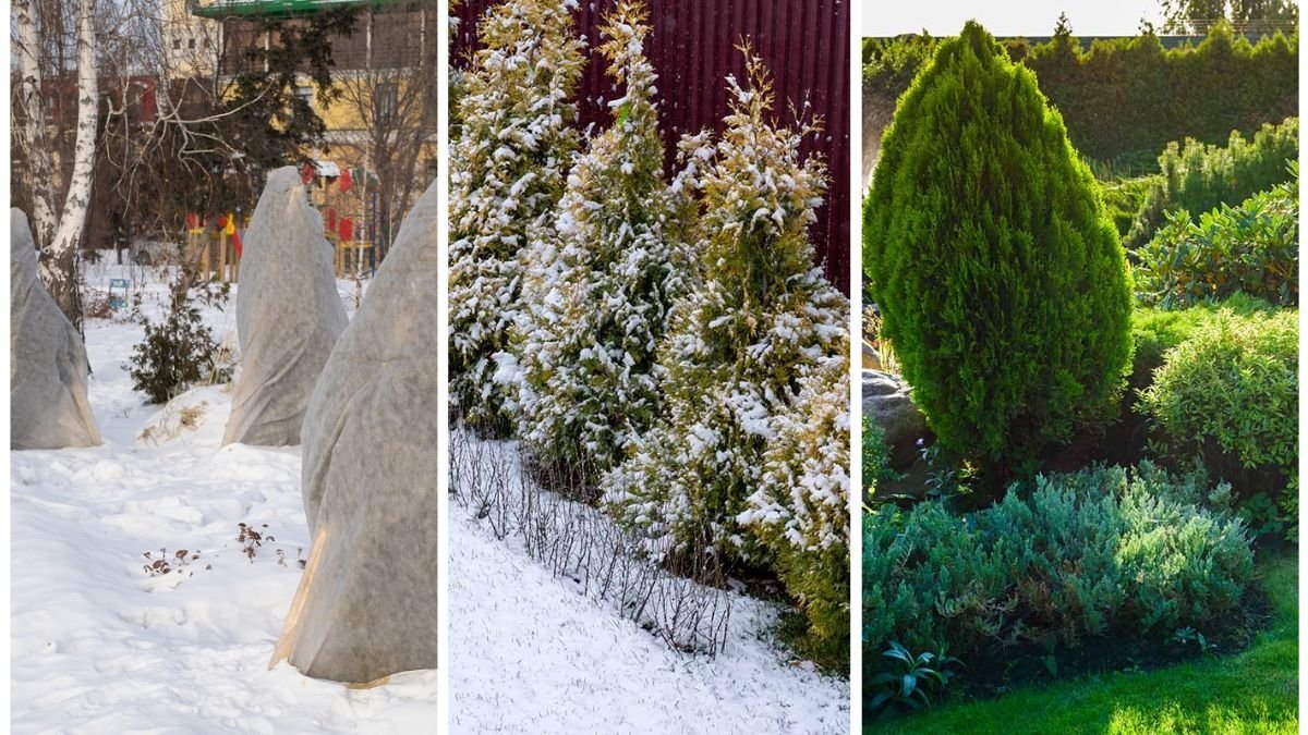 How To Protect Evergreen Shrubs From Snow Damage
