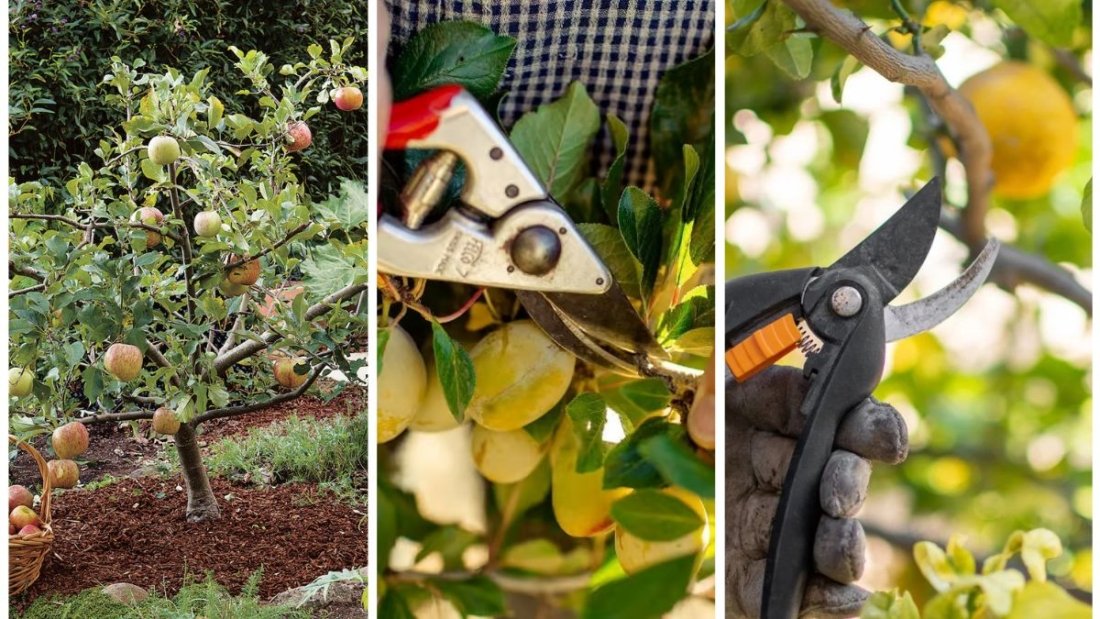 The Right Time To Prune Fruit Trees For Better Harvest