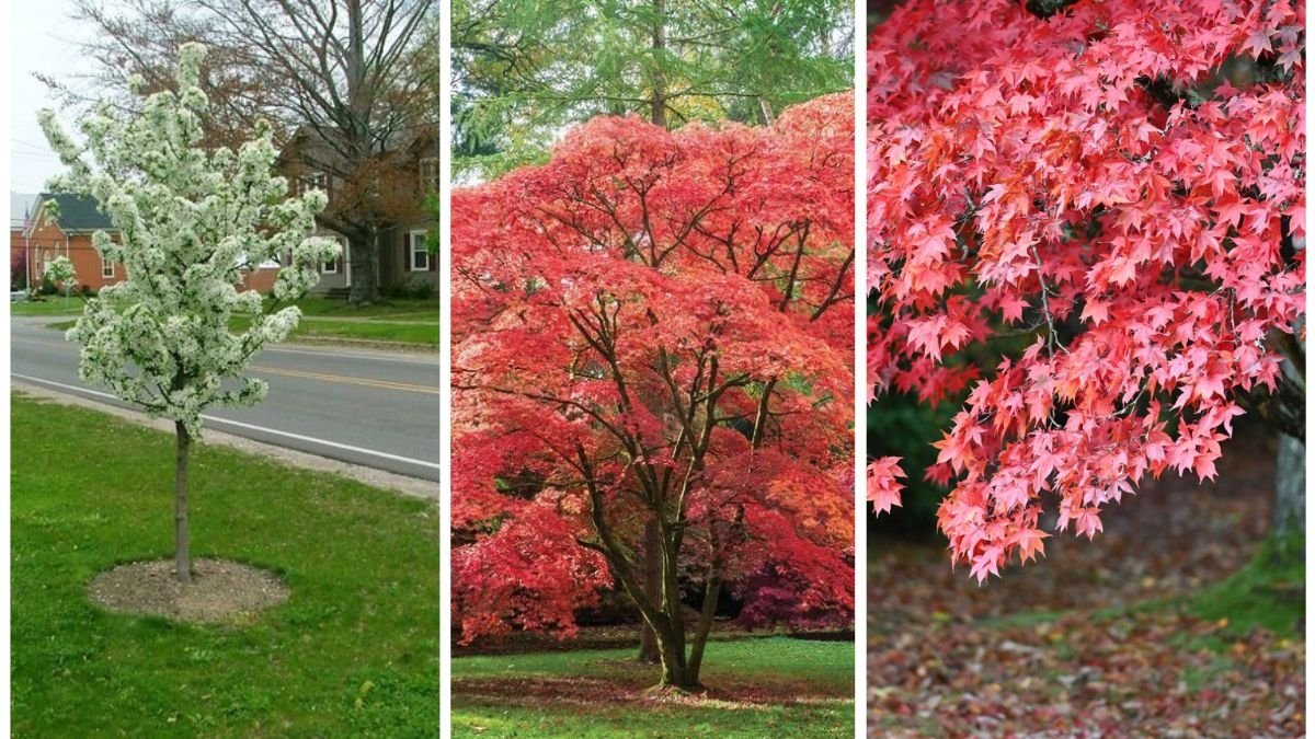 5 Small Trees Perfect for Urban Gardens