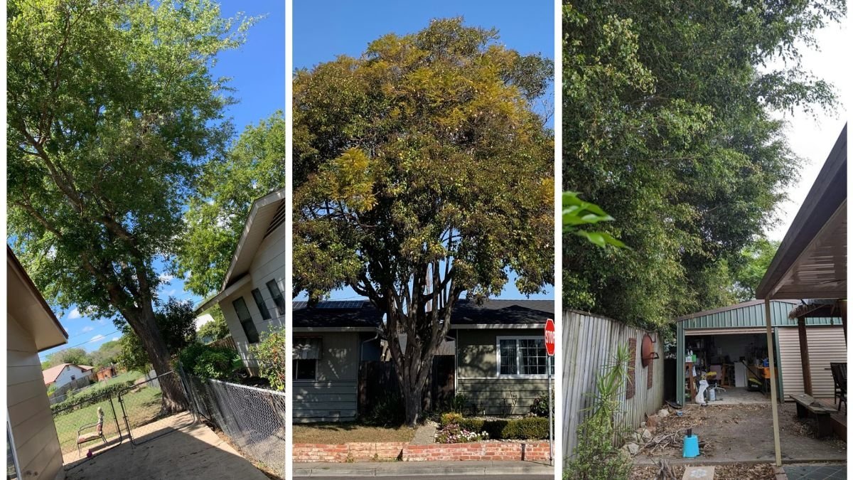 How to Talk to Neighbors About Overhanging Branches