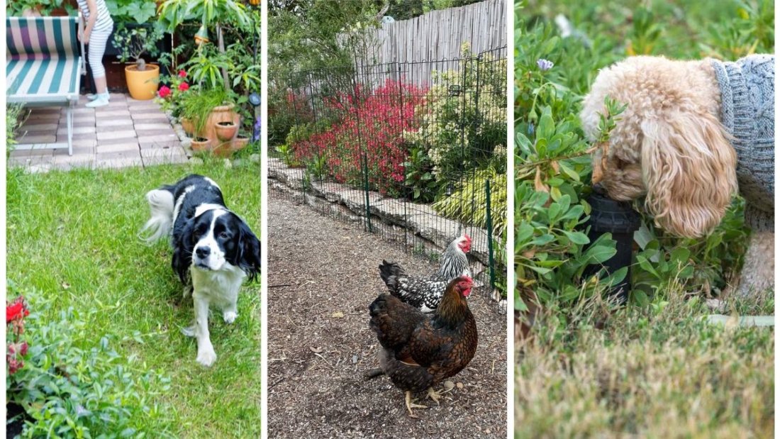 How To Stop Pets From Damaging Your Garden
