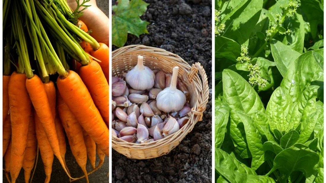 6 Late-Season Vegetables You Can Plant in October