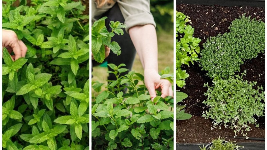 How To Start a Fall Herb Garden This Month