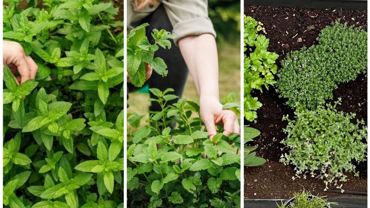 How To Start a Fall Herb Garden This Month