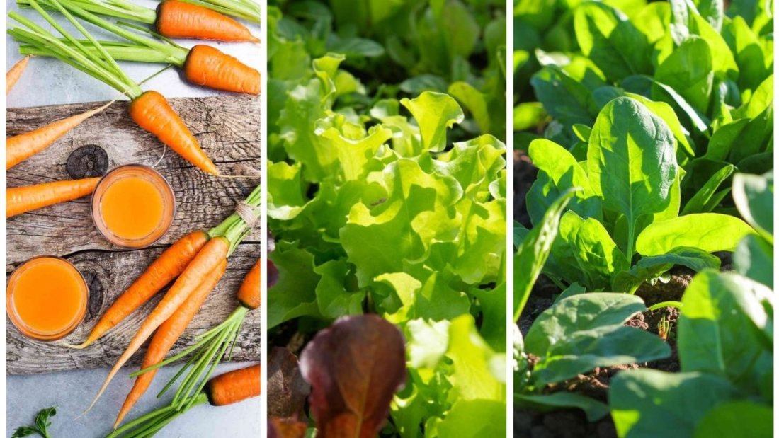 5 Crops That Thrive in Cooler Temperatures