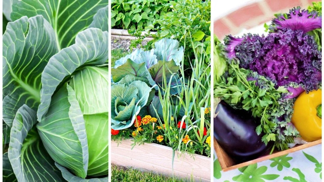 The Best Vegetables for Frost-Tolerant Gardening